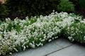 Iberis Sempervirens